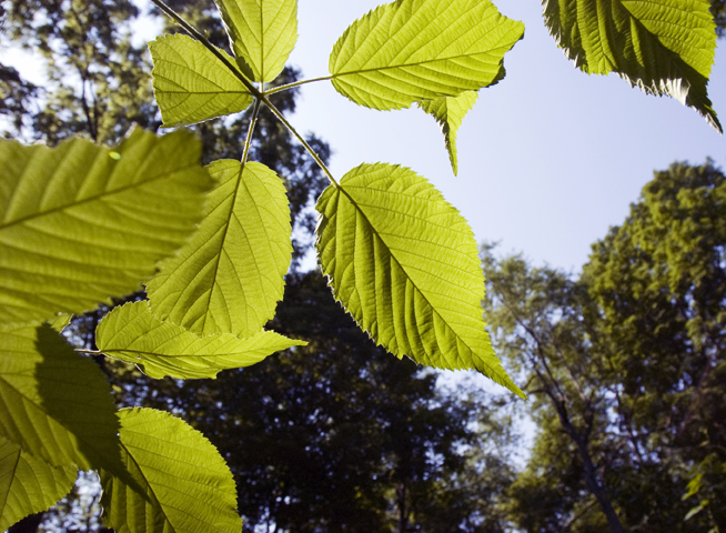 Leafs at Corbett's Glen Nature Park.