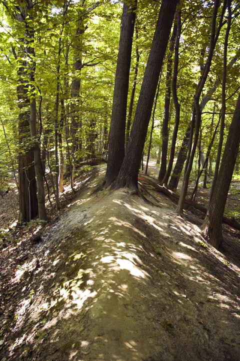 Trees at Corbett's Glen Nature Park.