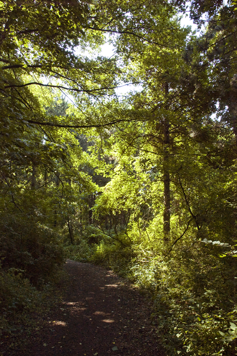 Corbett's Glen Nature Park Trail.