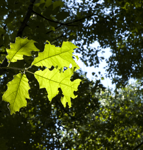 Leafs at Corbett's Glen Nature Park.